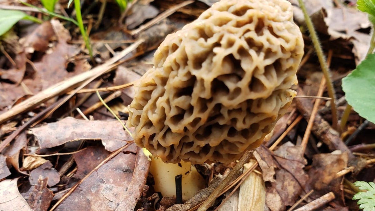Morels are back in Indiana. Here’s what you need to know