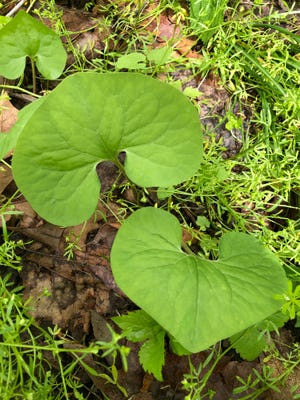 Wild ginger may not have sweet-smelling blooms, but can still add a dash of fragrance from other parts of the plant.