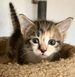 For animal service centers, “kitten season” starts in the spring as the days get longer.