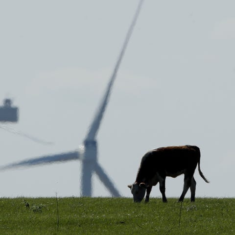 A cow grazes in a pasture as wind turbines rise in