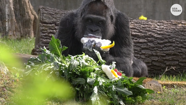 Oldest gorilla in the world celebrates birthday