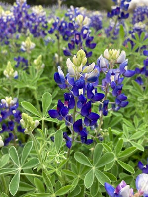 The bluebonnet is the Texas state flower and can be seen along highways and fields in the spring.
