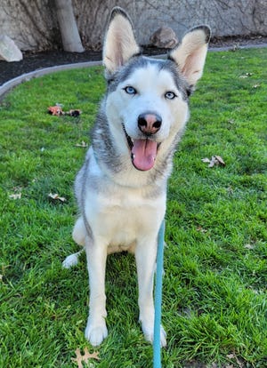 Shadow will do best in a loving home with someone familiar with the husky breed and what to expect.