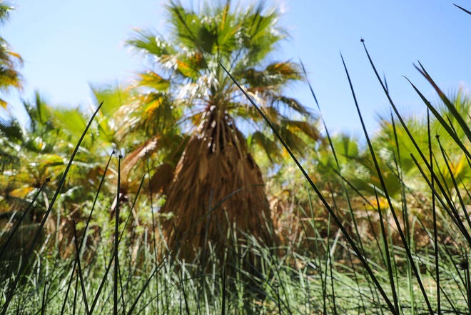 Palm trees and native grasses grow in a streambed at the Thousand Palms Oasis at the Coachella Valley Preserve in Thousand Palms, Calif., Wednesday, April 13, 2022.
