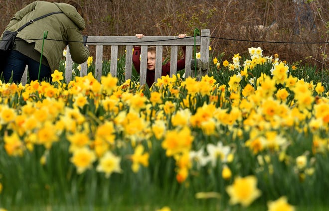 James Lanaston IV, of Clinton, plays peek-a-boo as his mother, Hope Johnson, tries to take his photo at New England Botanic Garden at Tower Hill's field of 25,000 daffodils on Saturday.