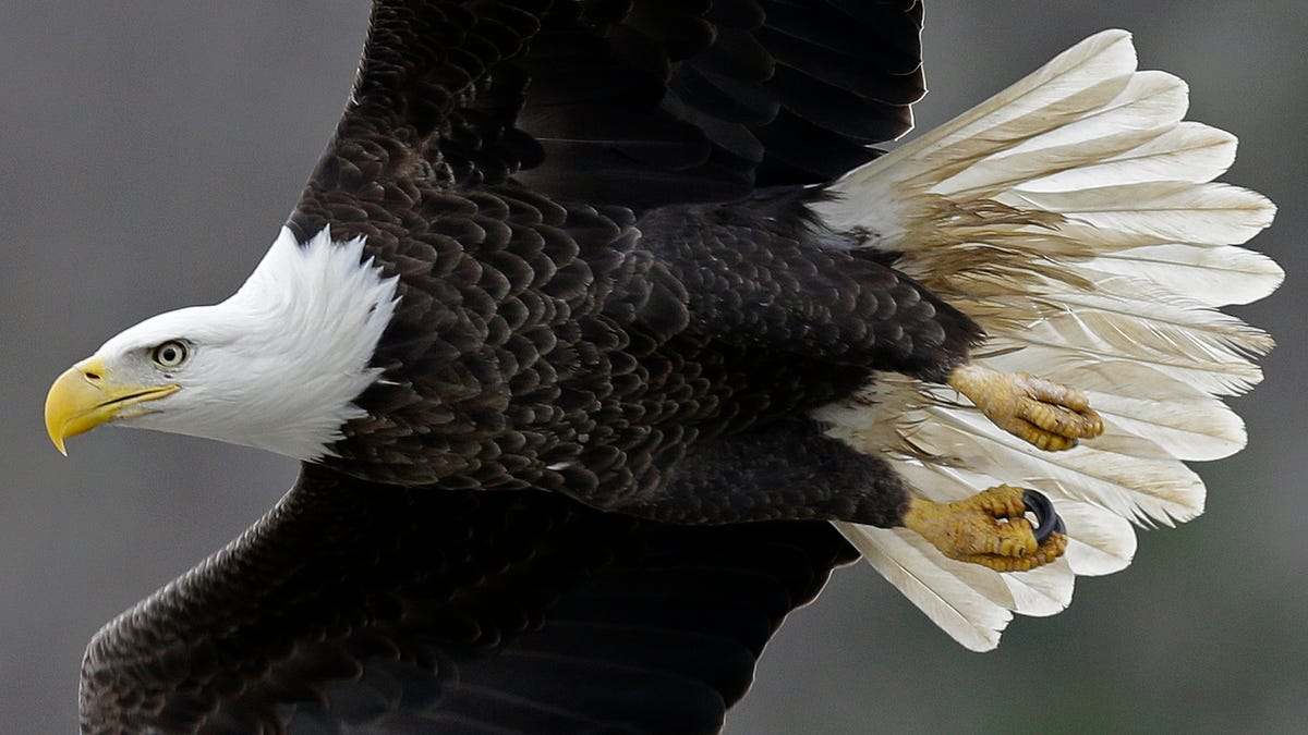 In this Jan. 28, 2016, photo, a bald eagle soars over the Haw River below Jordan Lake in Moncure, North Carolina Three bald eagles in the state have died due to the bird flu.