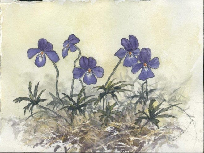Bird's-foot violets