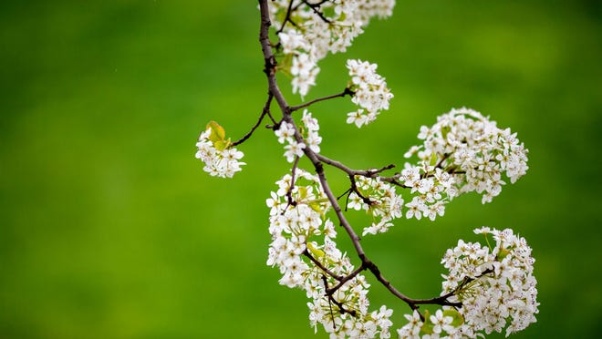 Map of most common invasive animal and insect in every US state Map of most common invasive animal and insect in every US state
