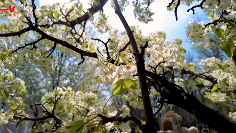 The Bradford Pear is a tree covered in attractive white blossoms with some unattractive features. Veuer's Maria Mercedes Galuppo has the story.