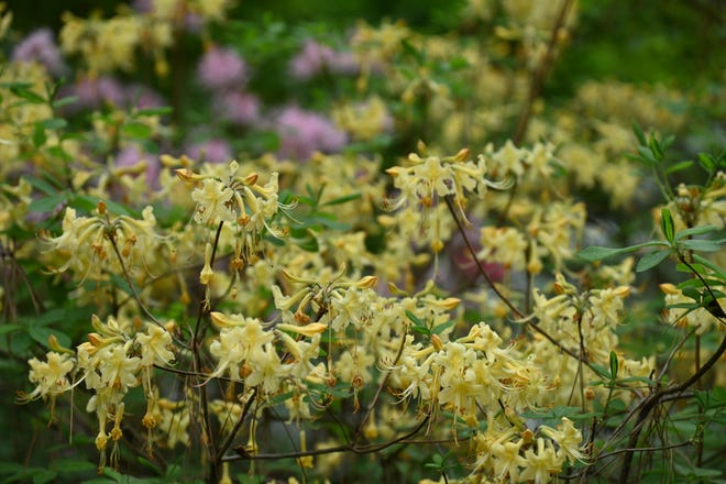 'My Mary,'  golden yellow with a red throat is one of Betty Montgomery's favorite native azalea.
