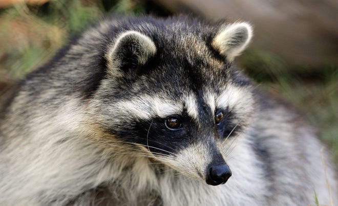 You might be surprised at the places raccoons consider safe to raise their young.