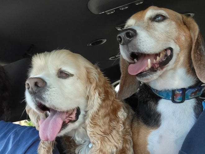 Wilson, an elderly beagle on a family road trip with the Daneshvars and their 16-year-old cocker spaniel, Jordan. Wilson recently went missing in West Melbourne, after being spooked by thunder as he played with the Daneshvar family in their yard.
