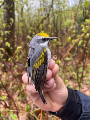 A golden-winged warbler fitted with a Motus transmitter is held prior to release near Rhinelander. The transmitter is the small black device and thin antennae on the bird's back. On Tuesday, the U.S. House of Representatives passed legislation that would provide $1.4 billion for threatened and endangered wildlife programs.