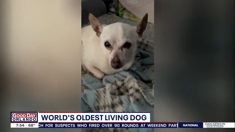 A Florida chihuahua named TobeyKeith is the oldest dog alive at 21 years and 66 days old.