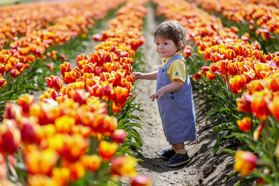 Jeffrey Shoberg, 16 months old, looks at tulips during the Wooden Shoe Tulip Festival on Friday, April 15, 2022 in Woodburn, Ore.