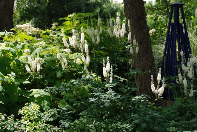 Bugbane’s white spires of flowers will provide some height to the shady areas in the landscape.