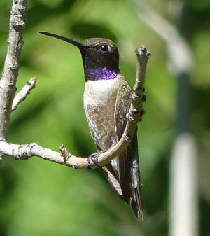 A male black-chinned hummingbird flashes its purple throat patch.