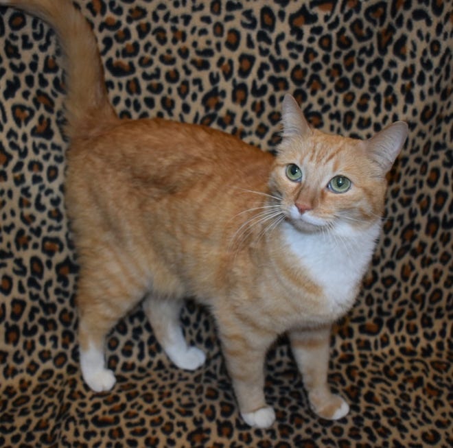 If you are interested in meeting Saffron, please call Sun Cities 4 Paws Rescue, 623-876-8778 or 623-773-2246 after 10 a.m.