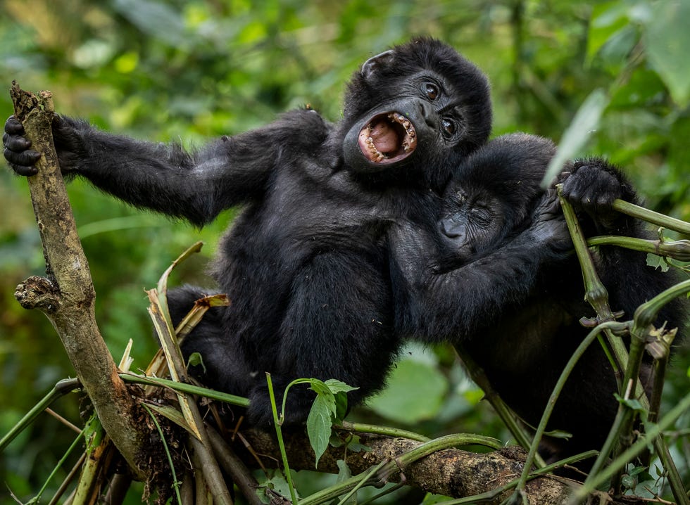 2021 m. balandžio 3 d. Ugandos pietvakariuose esančiame Bwindi Nepraeinamojo nacionalinio parko miške kartu žaidžia du vienerių metų kalnų gorilų jaunikliai.
