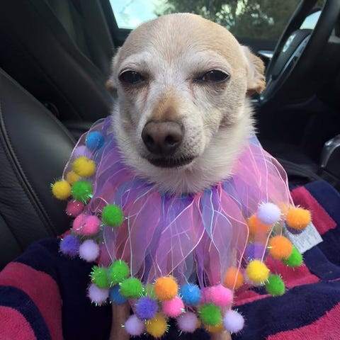 TobyKeith was confirmed as the oldest living dog i