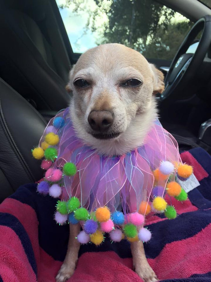 TobyKeith was confirmed as the oldest living dog in the world by Guinness World Records.