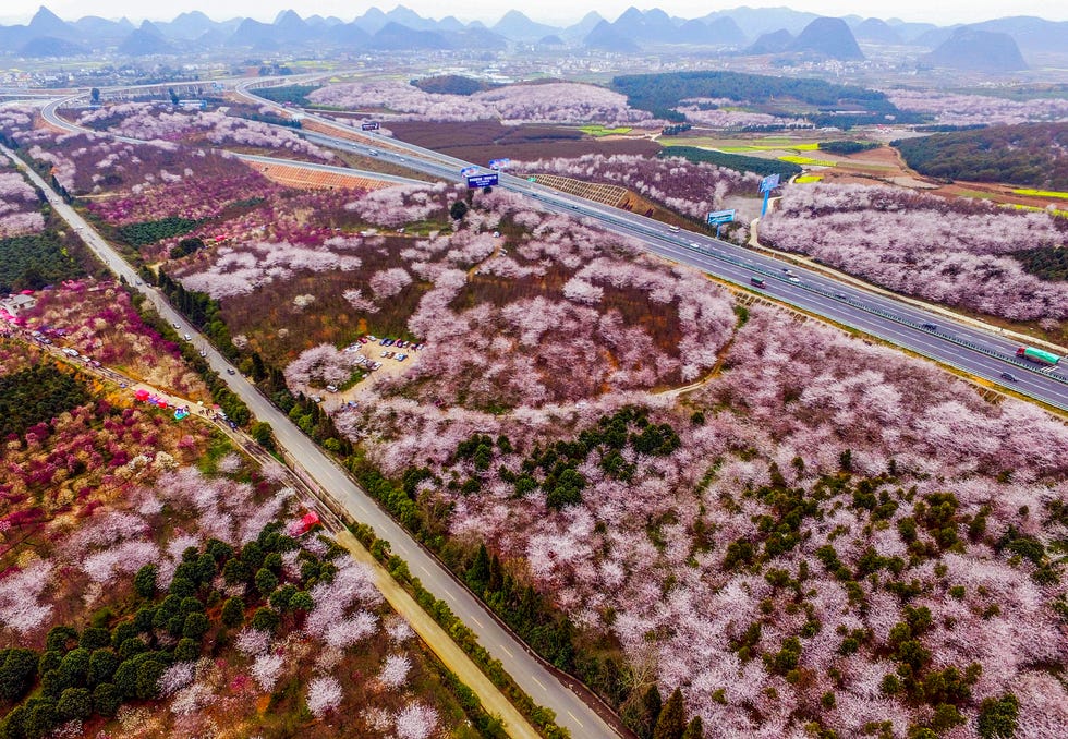 Nuotraukoje iš oro matyti, kaip vyšnių žiedai, magnolijos ir rapsų žiedai sudaro gėlių jūrą Hongfeng ežere 2016 m. kovo 16 d. Guiyang mieste, Guidžou provincijoje Kinijoje.  Teigiama, kad didelis gėlių ploto mastas yra gėlių sodinukų auginimo pagrindas.