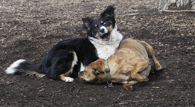 The day might have been wet, windy and chilly, but the unpleasant April 19 weather didn't stop Roscoe, a border collie-Australian shepherd mix belonging to Sabrina Deem, and Daisy, a boxer-Labrador mix belonging to Ryan Hlavin, from wrestling around at Godown Park in Worthington.