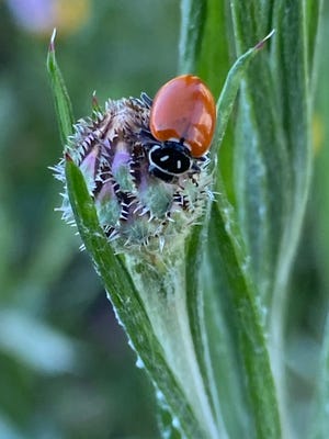 Mark Walker of Stockton used an Apple iPhone to photograph a lady bug on a plant in his backyard.