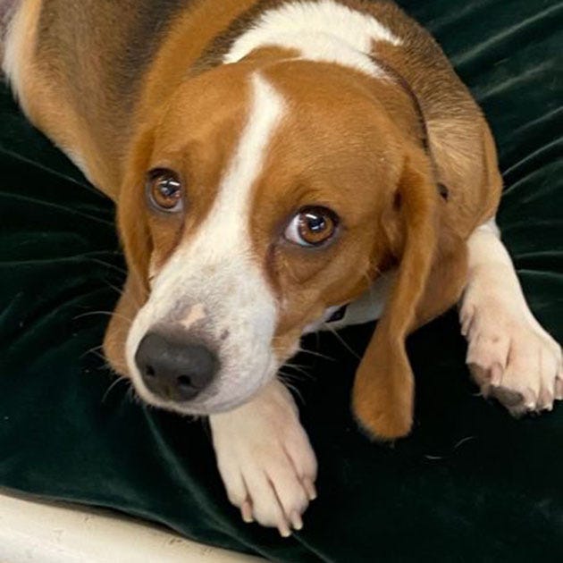 Chloe, an adult female beagle, is available for adoption from SAFE Pet Rescue of Northeast Florida, 6101 A1A South in St. Augustine. Vaccinations and heartworm tests are up to date. Call 904-325-0196. 