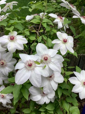 Clematis "Miss Bateman" is an early-blooming large-flowered cultivar.