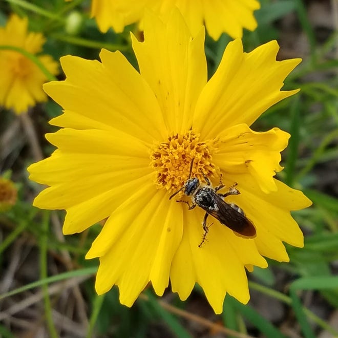 Trade winter flowers for heat-loving ones like coreopsis.