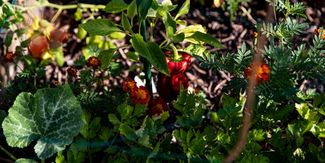 A  red pepper grows in Sara Burke’s cottage garden in the Dean Park neighborhood of Fort Myers.  