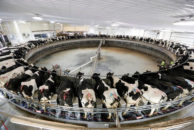In this Dec. 4, 2019, photo cows are milked on a large carousel at the Rosendale Dairy in Pickett, Wis. At Rosendale Dairy, each of the 9,000 cows has a microchip implanted in an ear that workers can scan with smartphones for up-to-the-minute information on how the animal is doing, everything from their nutrition to their health history to their productivity.
