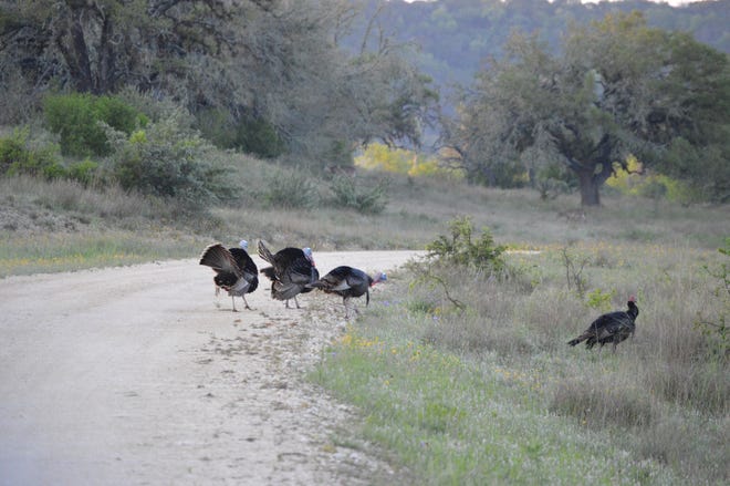 Gobblers strut across a road on Camp Verde Ranch. Hunters shouldn't shoot turkeys that aren't called in.