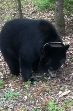 A mother bear is seen in East Asheville in April with a plastic lid caught around her neck. Help Asheville Bears, an advocacy group, has been using drones to locate the bear.