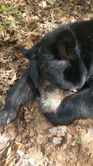 A mama bear is seen after N.C. Wildlife Resources Commission biologist Just McVey freed her April 24 from a plastic lid around her neck.