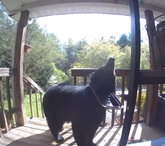 NC mother bear with cubs freed from plastic lids around the neck