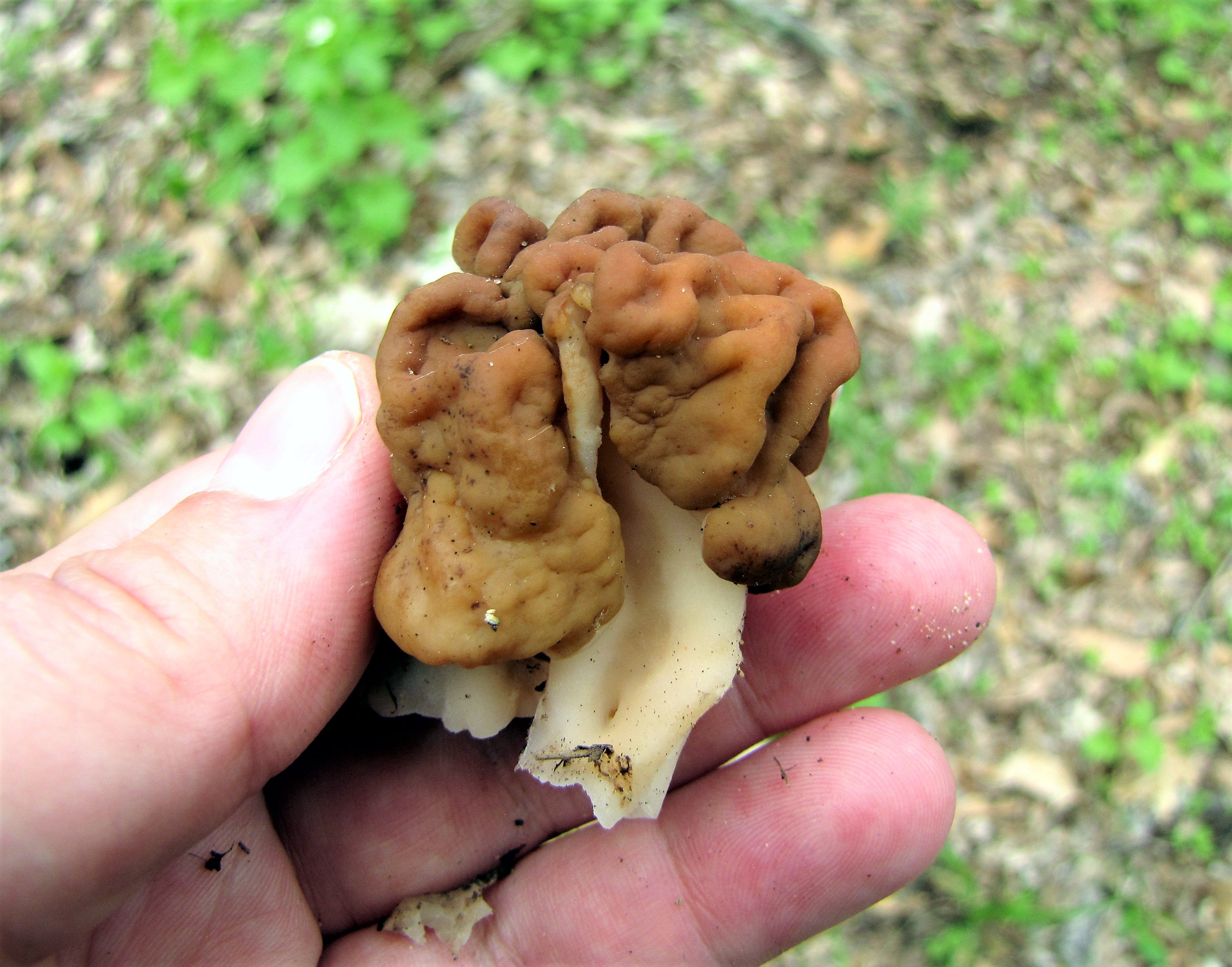Morels in Wisconsin Where, when and how to find the elusive mushroom
