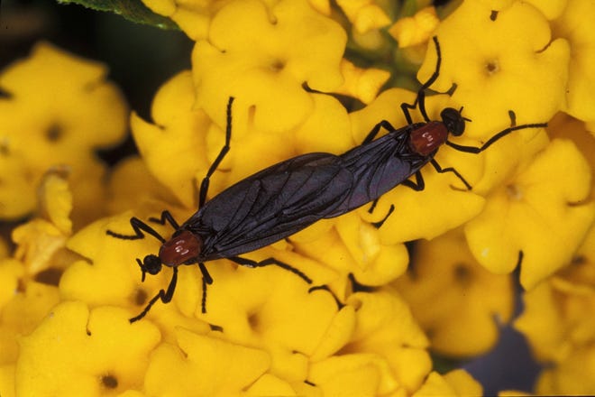 Lovebugs (two adult lovebugs are shown here) can definitely be a nuisance, but control is not possible with insecticides