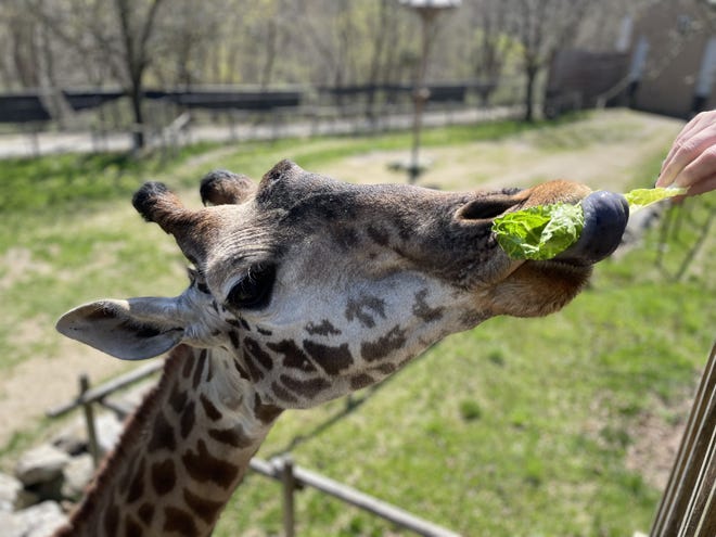 Žirafa Tatu mėgaujasi romaninėmis salotomis Lehigh Valley zoologijos sode Alentaune, Pa.