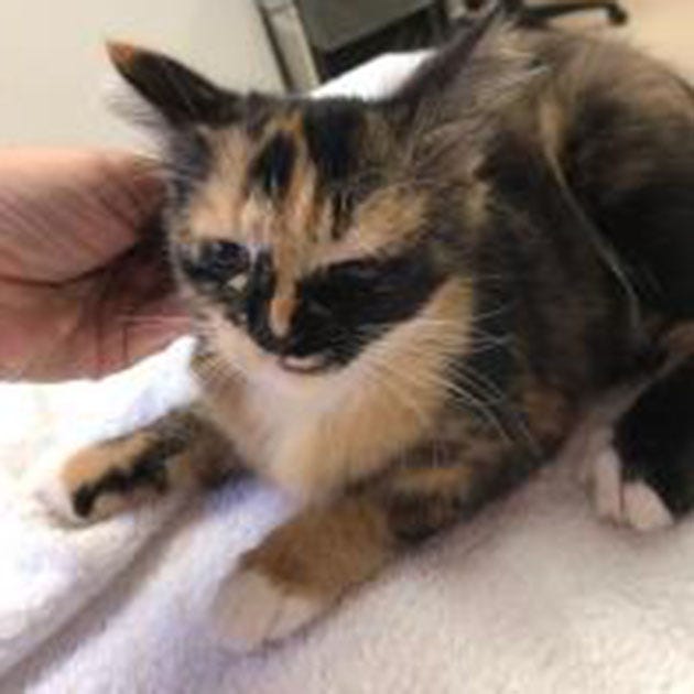 Eva, a young female domestic short hair mix, is available for adoption at the St. Johns County Pet Center, 130 N. Stratton Road. All cats include microchips, neutering/spaying, rabies vaccinations and shots. The Pet Center is open from 9 a.m. to 4:30 p.m. Tuesdays to Fridays. Call 904-209-6190. 