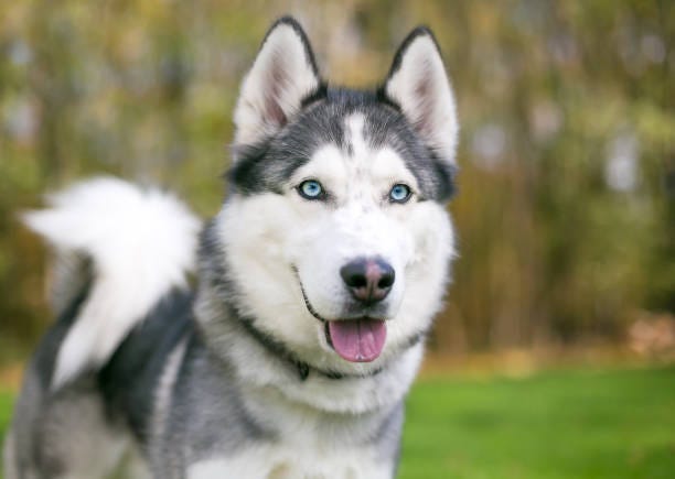 People fall in love with the way huskies look. But as a general rule, it always makes sense to research the breed you're adopting.