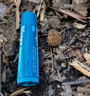 Lucky to even spot it, this morel (lip balm for size reference) just popped through the dirt the day after consecutive 80-degree days in Wayne County on April 25. Outdoor correspondent Art Holden will be monitoring the morel, hoping it makes it to maturity before the squirrels or deer get to it.