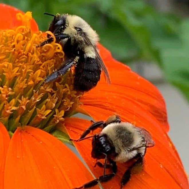 2020 m. rugpjūčio mėn. Vestfordo sode bitės dirba tarp gėlių. Dr. Stephenas Krinzmanas iš UMass Memorial medicinos centro sakė, kad gėlių žiedadulkės, kurios yra lipnios ir prilimpa prie bičių kojų, nėra atsakingos už daugumą žiedadulkių alergijos, nepaisant populiarios prielaida.