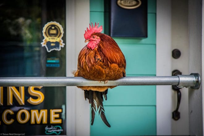 "Carl The Rooster," sitting comforatbly in-front of a dinner in Ocean Springs on a Saturday morning.