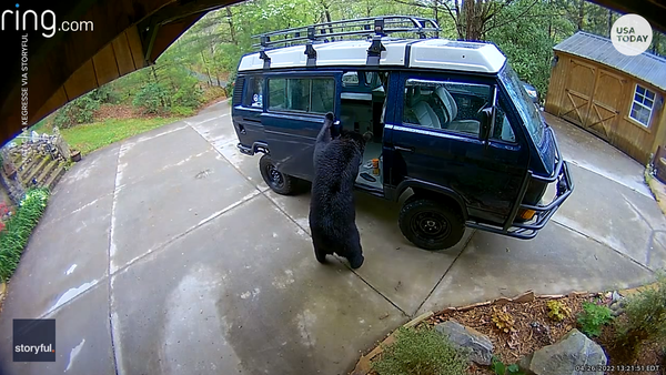 Bear family break into van in North Carolina