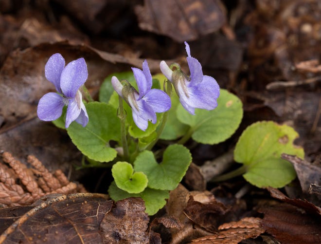 A tiny Walter's Violet grows in an Adams County woodland.