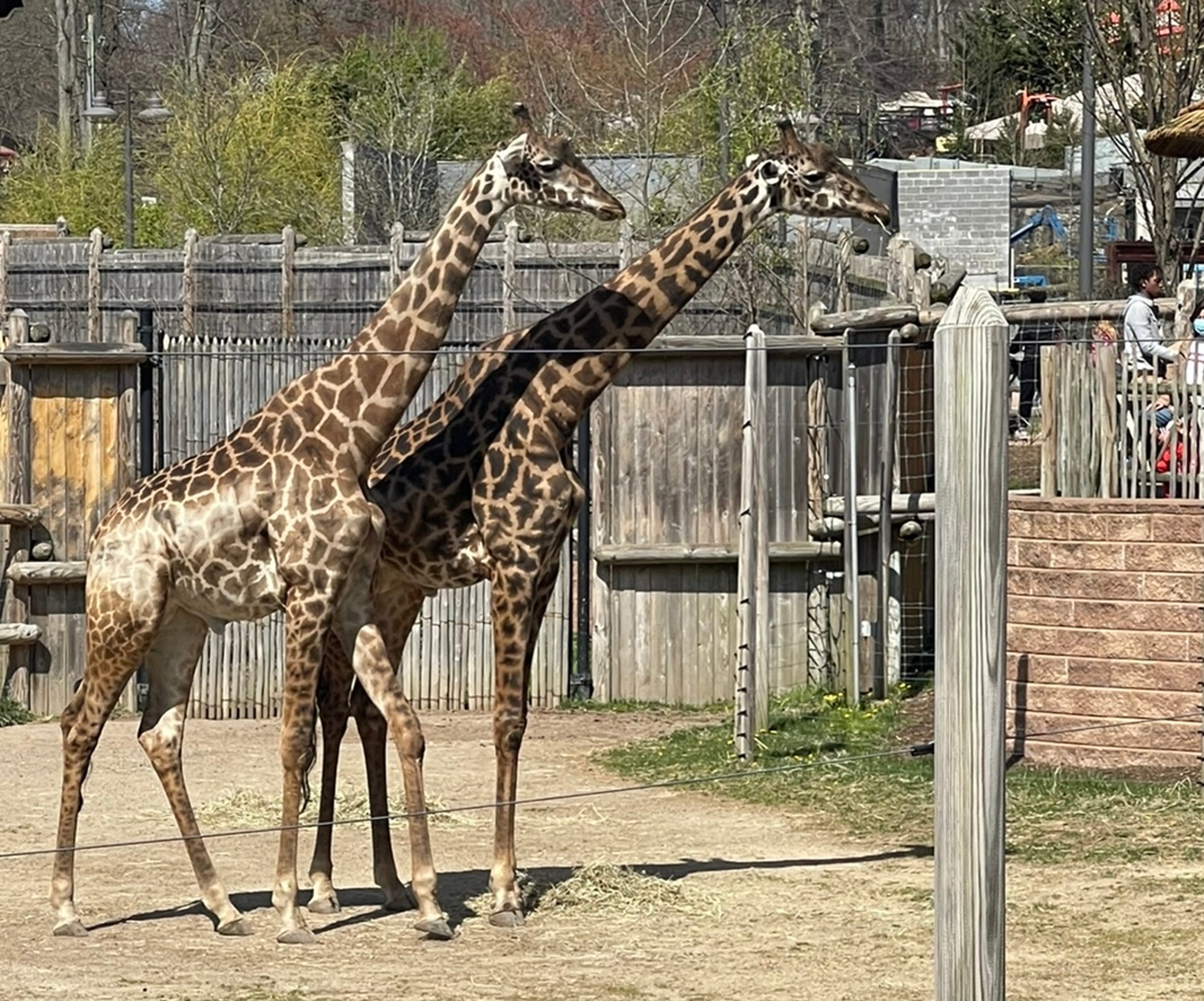 6 best zoos in New Jersey to visit in 2022: Tickets, hours, animals