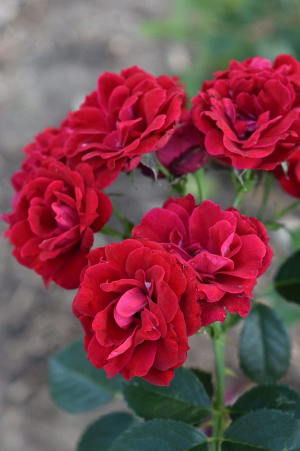 The 8 best perennials for your Colorado garden, per CSU researchers