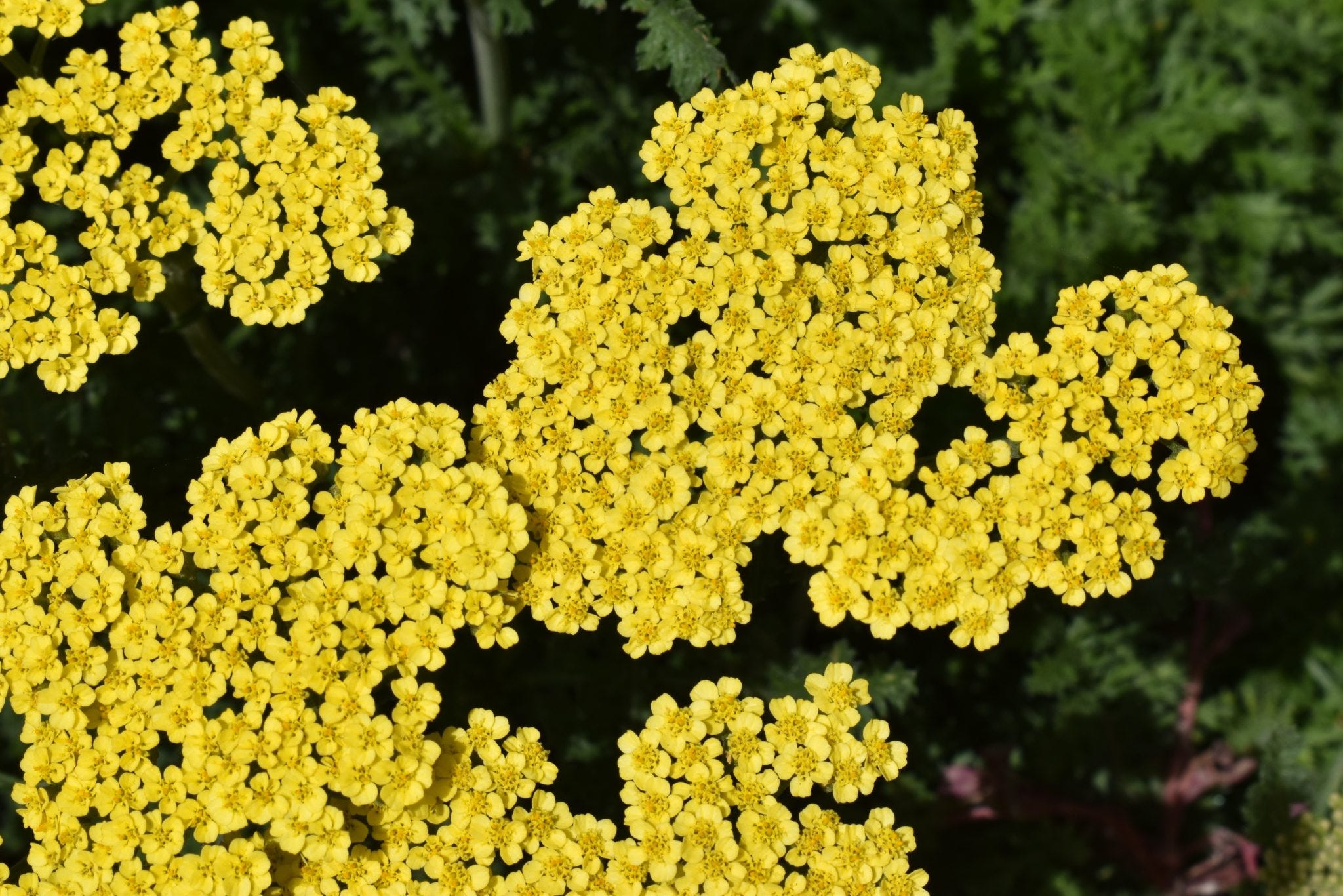 The 8 best perennials for your Colorado garden, per CSU researchers